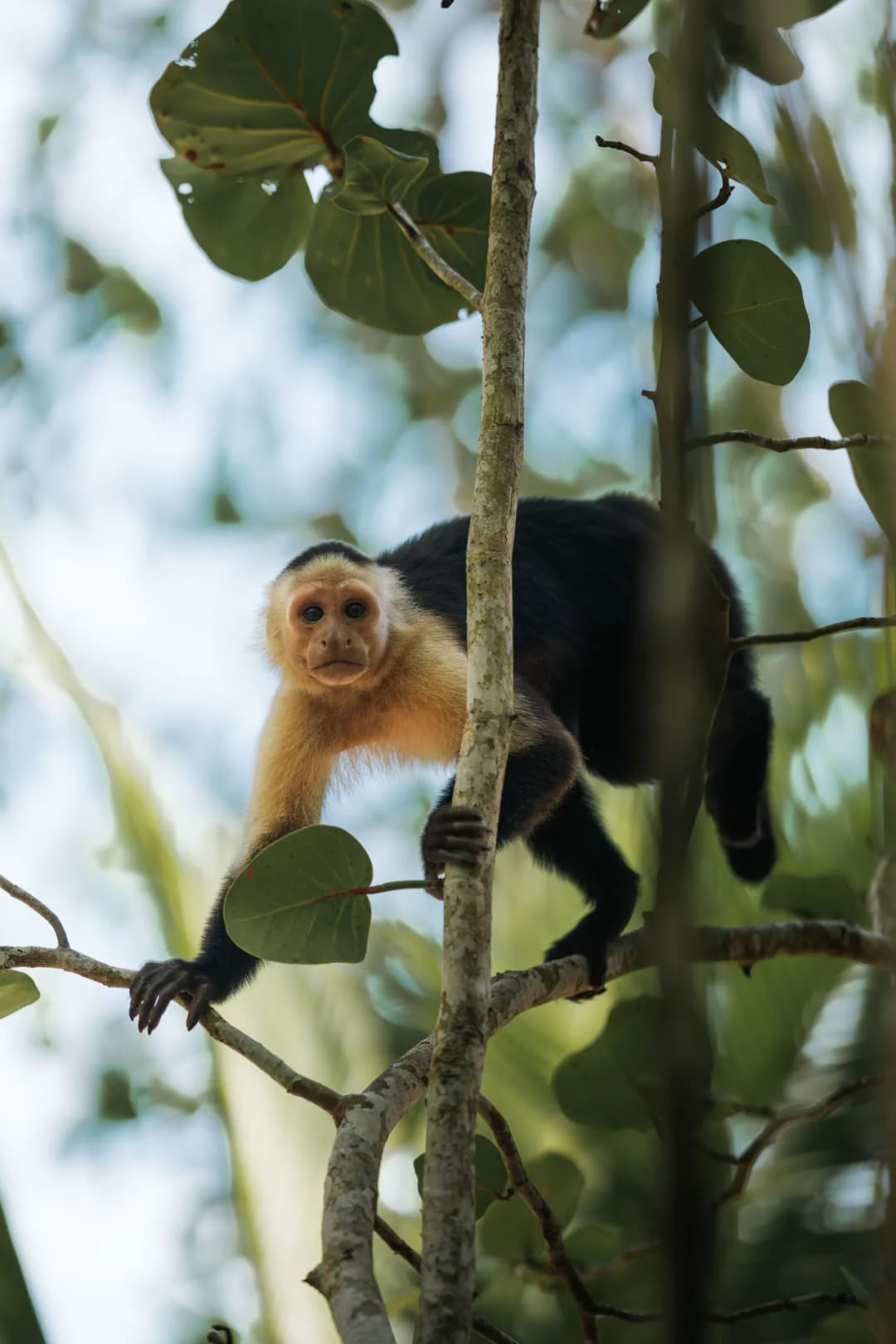 Costa Rica: " Pura vida"